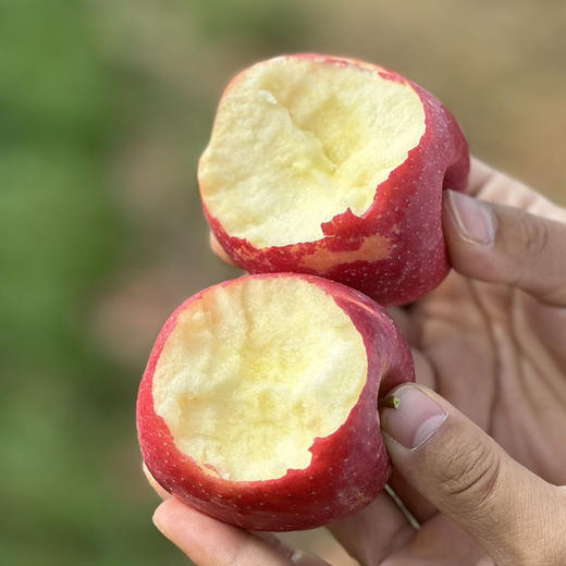 【逐南味】瑞香红苹果 红彤彤高颜值 温柔的脆感 蜂蜜一样甜  商品图0