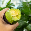 云南孟连【逐南味】哈斯牛油果 肉质细密绵软 入口即化 醇香味浓 商品缩略图10