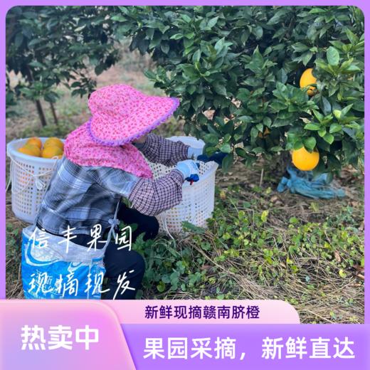 赣南脐橙｜信丰安西·脐橙源头产区  果肉脆嫩，汁多化渣（即果肉纤维少，入口即化） 商品图2