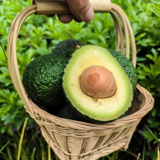 云南孟连【逐南味】哈斯牛油果 肉质细密绵软 入口即化 醇香味浓 商品图0