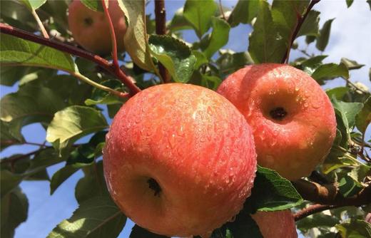 【西湖之声专享】来自新疆的阿克苏苹果 商品图7