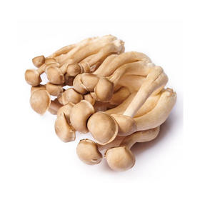 【11元2袋】鹿茸菇（1500534）