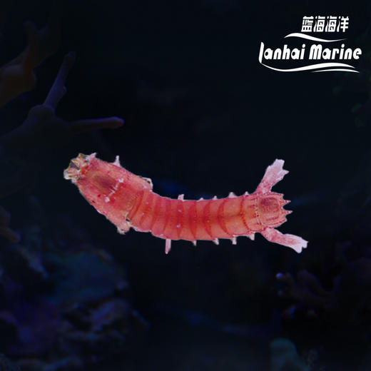 紫色螳螂虾 商品图0