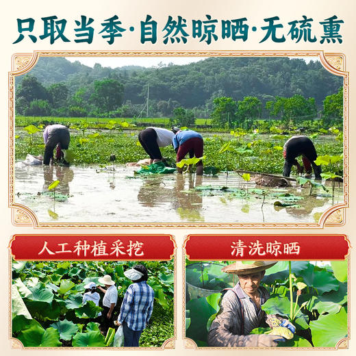 【有客瑶来】台源乌莲 不止是莲子 非遗技艺制作 自然晾晒 无硫熏 商品图2