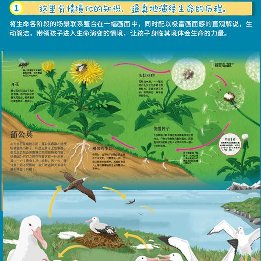 【正版DK科普绘本】DK生命周期 DK水百科 儿童生命教育  儿童百科全书  小学生科普书  跨学科知识  亲子共读 商品图2