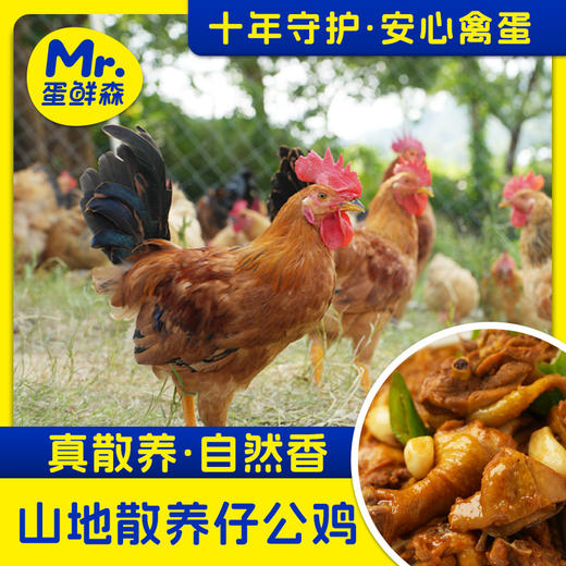 山地散养仔公鸡 | 69.9到手2只公鸡！再赠2包炒鸡酱！纯正皖南土鸡 发酵谷饲喂养 无抗标准养殖 鲜鸡活杀 商品图3