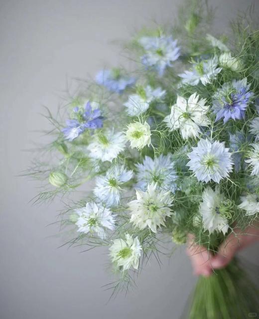 黑种草一扎 商品图0