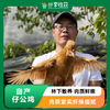 自产仔公鸡 (童子鸡 ) | 肉质细嫩| 核桃林下散养一亩地养100只鸡  | Chicken (poussin) 商品缩略图0