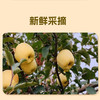 【维纳斯苹果】单果饱满 黄金成熟度 甜脆兼具 风味物质充足 4.5斤彩箱（8-12枚） 商品缩略图6