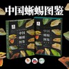 《中国蜥蜴图鉴》限定特装版特别版 海峡书局 顽主驿【官方正版 48小时发货】 商品缩略图4