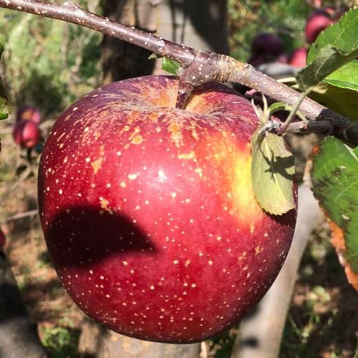 四川大凉山盐源丑苹果水果 非红富士昭通嘎啦苹果冰糖心 商品图2