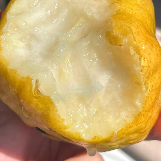 中华丑梨 商品图2