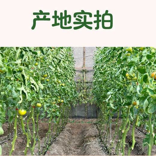 【碱地柿子】盘锦产地直发 盐碱地独特环境 果味醇厚 营养更充足 3-4斤装（单果75g） 商品图6