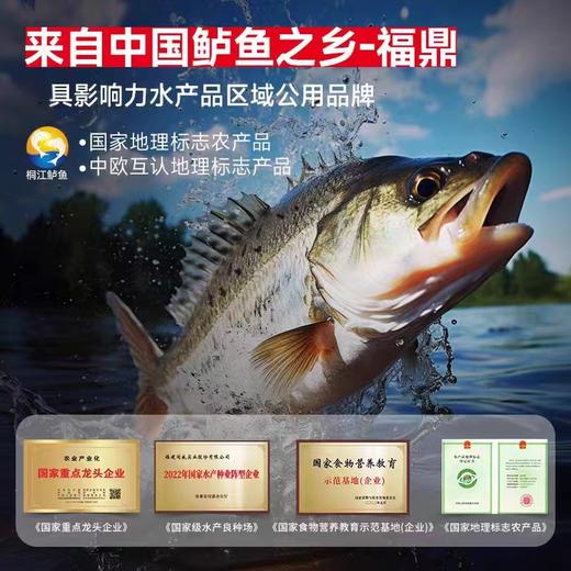 顺丰包邮｜闽威醇香海鲈鱼｜开袋即烹！ 东方甄选推荐👍地理标志福建生态鲈鱼！ 商品图3