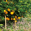 基地直发 | 有机脐橙 | 江西赣州 商品缩略图0