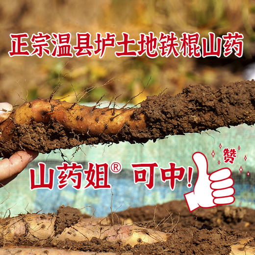 山药姐温县垆土铁棍山药 自有基地 人工采收 肉质洁白细腻 蒸煮炖营养健康 商品图0