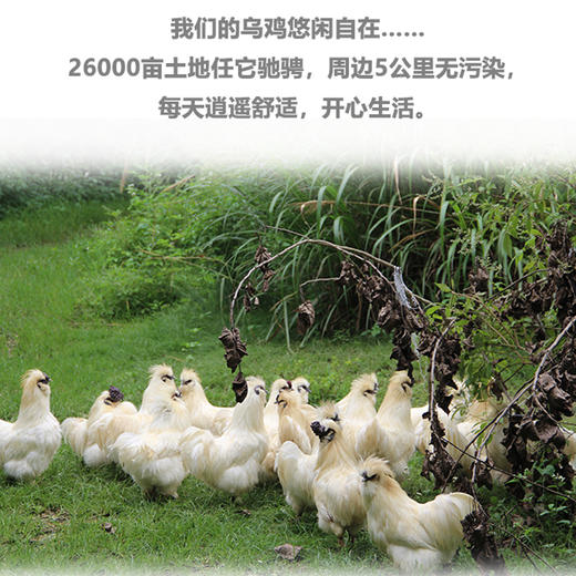 基地直发 | 正宗泰和生态乌鸡 商品图1