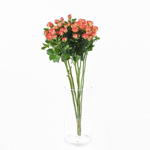 多头玫瑰  约5支/束 （颜色随机） 商品图1