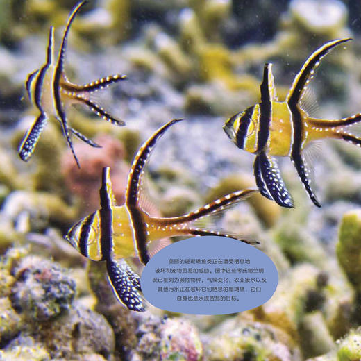 《蓝色星球Ⅱ》（全8册） 商品图12