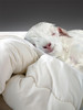 【OETKER】澳洲进口美利奴纯新羊毛被【冬季床品专场】 商品缩略图1