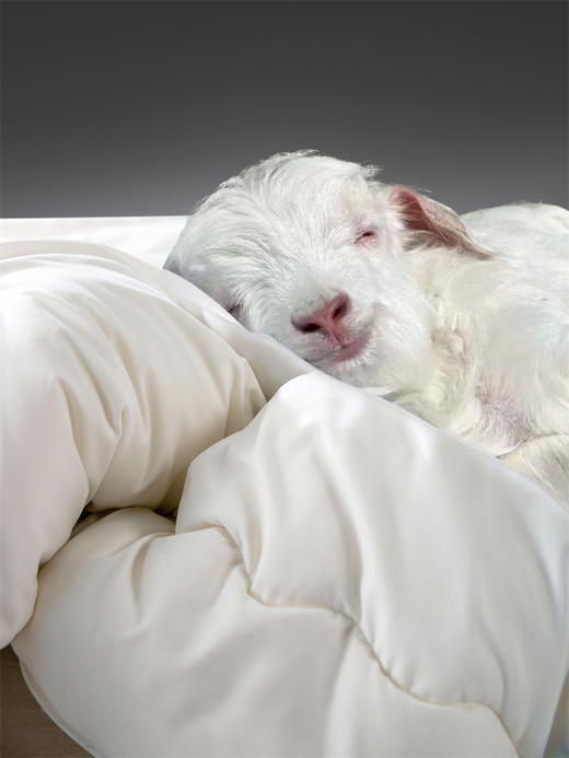 【OETKER】澳洲进口美利奴纯新羊毛被【冬季床品专场】 商品图1