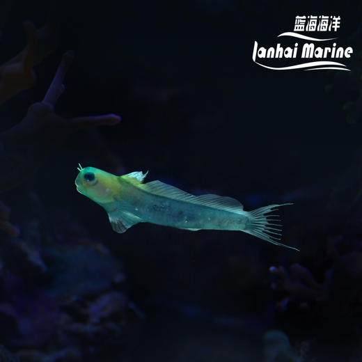 黄面狗头虾虎 商品图0