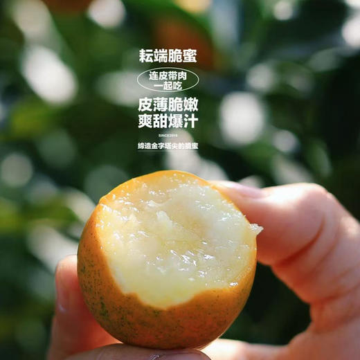 石家庄优选仓库速达，耘端-脆蜜金柑2A， 连皮带肉一起吃，皮薄肉嫩，口口爆汁， 净重3.5斤礼盒装，2斤/4斤家庭散装 商品图5