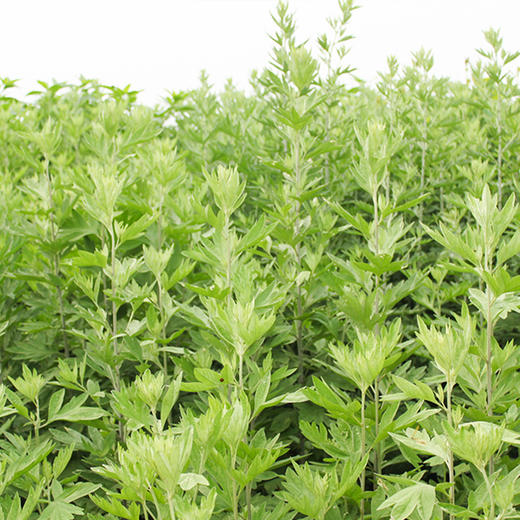 正安国货·艾草热舒贴  肩颈腰腹腿随时热敷  男女适用  7片/盒 商品图4