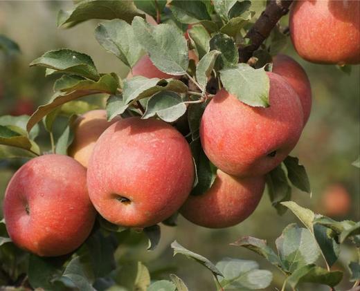 【西湖之声专享】来自新疆的阿克苏苹果 商品图8