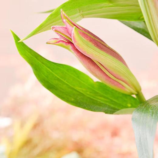 百合 1束 商品图1