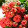 多头玫瑰  约5支/束 （颜色随机） 商品缩略图3