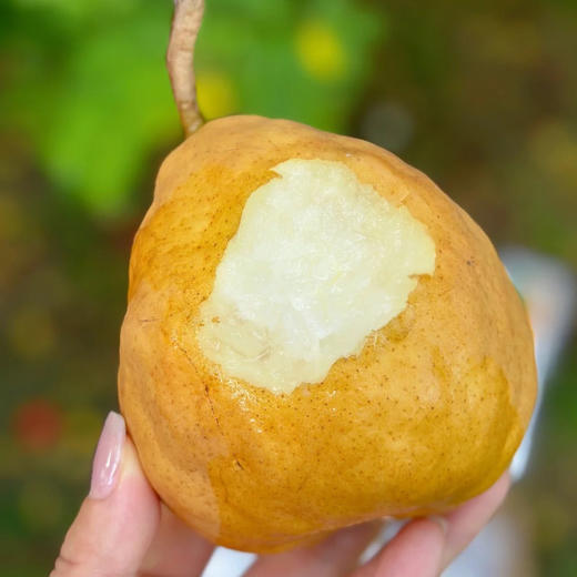 中华丑梨 商品图4