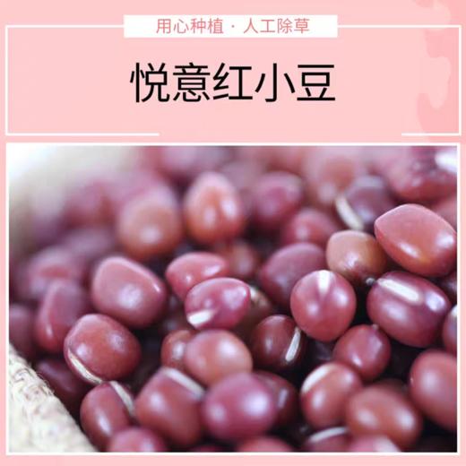悦意有机红小豆 慈心种植五谷杂粮粗粮 商品图1