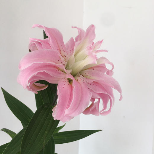 重瓣百合.代安娜 商品图1