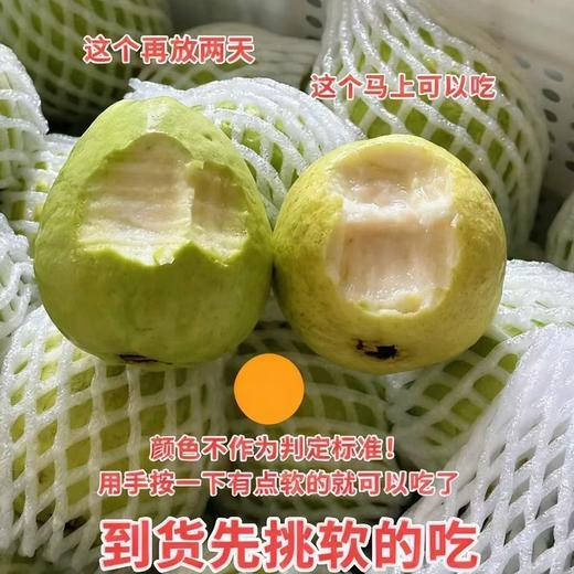 疯抢中！！现摘现发【中国台湾改良版·红心奶油芭乐】营养丰富 果肉软糯 柔嫩多汁 精美包装/礼盒装 商品图11