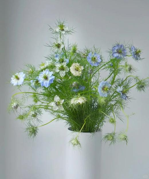 黑种草一扎 商品图1