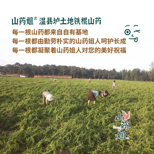 山药姐温县垆土铁棍山药 自有基地 人工采收 肉质洁白细腻 蒸煮炖营养健康 商品图5