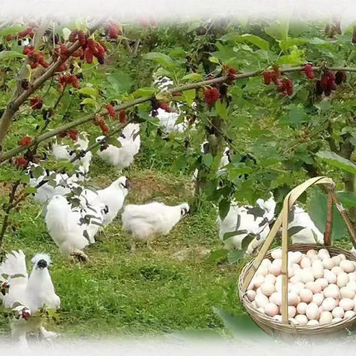 基地直发 | 正宗泰和生态乌鸡 商品图2