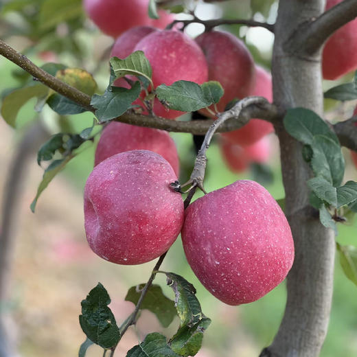 【逐南味】瑞香红苹果 红彤彤高颜值 温柔的脆感 蜂蜜一样甜  商品图4