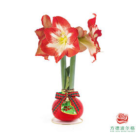 不用浇水的石蜡朱顶红种球！ 红白花-圣诞氛围30+