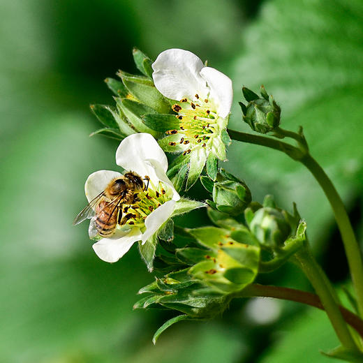 丹东有机草莓 9年有机种植水果现摘现发不催熟不打蜡水果【京东空运】 商品图2