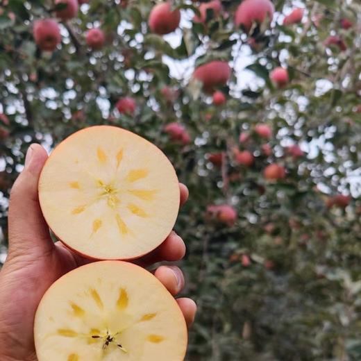 【西湖之声专享】来自新疆的阿克苏苹果 商品图6