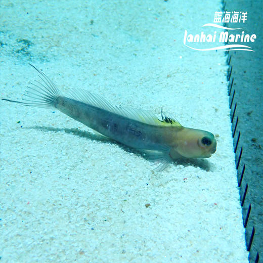 黄面狗头虾虎 商品图4