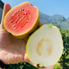 疯抢中！！现摘现发【中国台湾改良版·红心奶油芭乐】营养丰富 果肉软糯 柔嫩多汁 精美包装/礼盒装 商品缩略图5