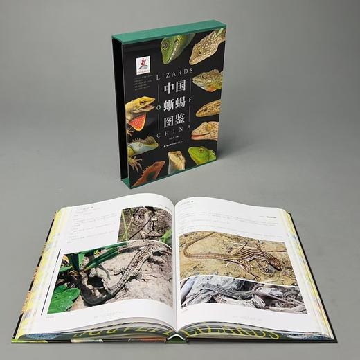 《中国蜥蜴图鉴》限定特装版特别版 海峡书局 顽主驿【官方正版 48小时发货】 商品图3