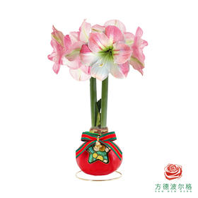 不用浇水的石蜡朱顶红种球！ 粉白花-圣诞星愿30+