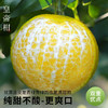 【皇帝柑】核心产区直发 果园现摘 果肉细嫩易吸收 补充营养优选 3-5斤（果径：60-65mm） 商品缩略图4