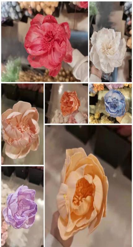 通草话-干花 商品图0