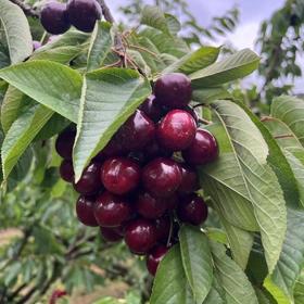 澳洲原装进口车厘子