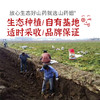 山药姐温县垆土铁棍山药 自有基地 人工采收 肉质洁白细腻 蒸煮炖营养健康 商品缩略图1